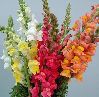 Buy Assorted Snapdragon Fresh Cut Flowers at Wholesale