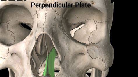 Ethmoid Bone Anterior View