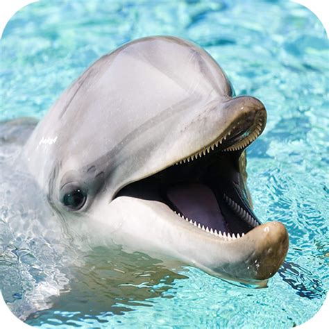 Dolphin 4K Wallpaper:Amazon.com:Appstore for Android