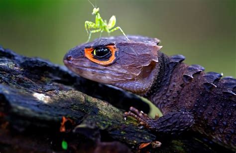 Red-Eyed Crocodile Skink Care, Tank, Lifespan & More - More Reptiles