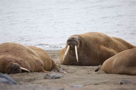 Did you know that the tusks of a walrus can grow up to 1 metre in ...