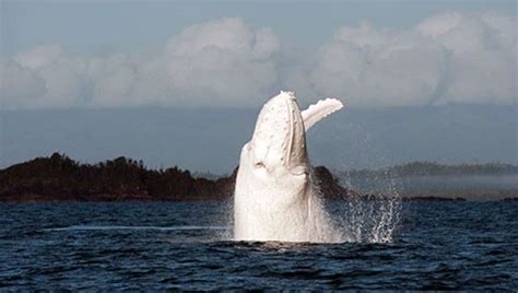 Albino Whale Caught On Video | IFLScience