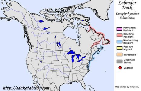Labrador Duck - Information and Photos