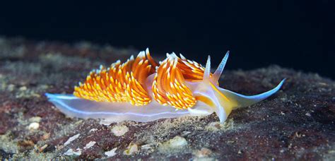 Nudibranchs Fun Facts - Pacific Beach Coalition