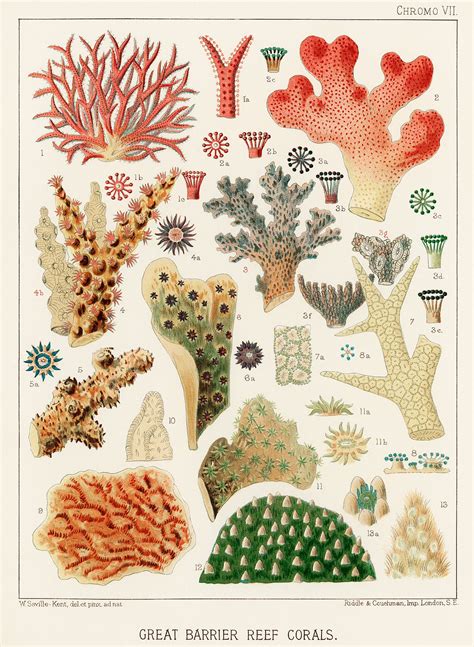Great Barrier Reef Corals from The Great… | Free public domain illustration