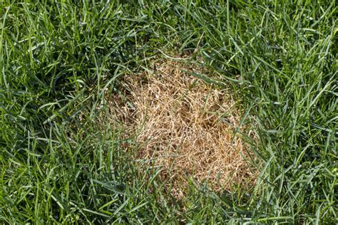 How to get rid of grubs in your lawn? Grub Damage! — silver cymbal