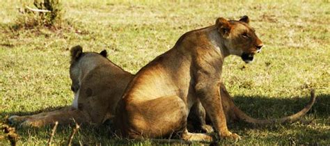 lions in Uganda | Lions Africa | Tree lions Ishasha | where to find ...