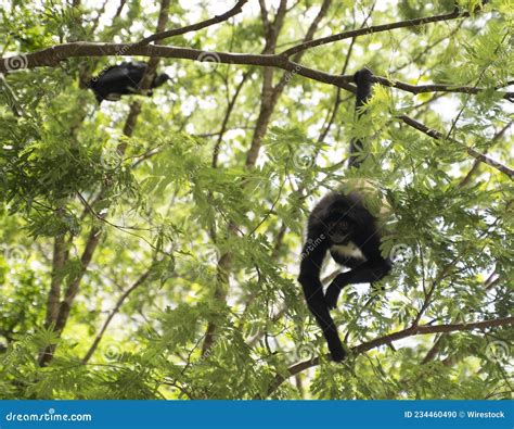 Spider Monkey Hanging from a Tree Stock Photo - Image of park, monkey ...