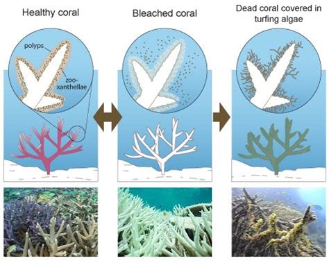 Coral Bleaching Effects