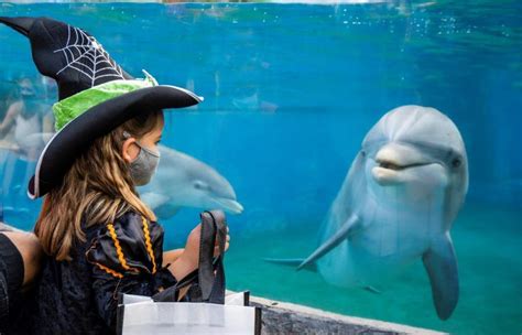 NEWS: SeaWorld San Diego Announces Halloween Spooktacular Event! - AllEars.Net