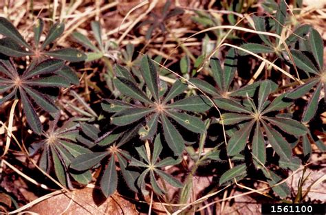 perennial lupine (Lupinus perennis)