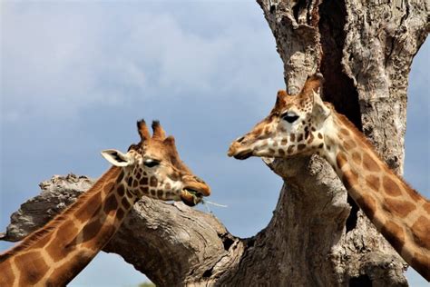 11 Giraffe Adaptations (Evolutionary Benefits!) – Fauna Facts