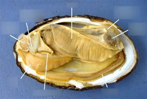 Freshwater mussel dissection pt 1 Diagram | Quizlet