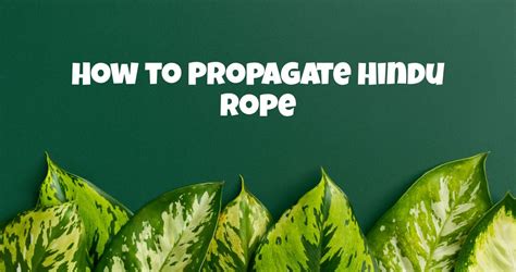 How to Propagate Hindu Rope