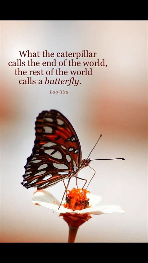 Butterfly Transformation Quotes. QuotesGram