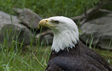 Golden eagle portrait Free Photo Download | FreeImages