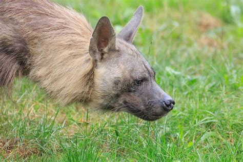 Female Brown Hyena Parahyaena Brunnea, Also Called Strandwolf Stock Photo - Image of hyena, mane ...