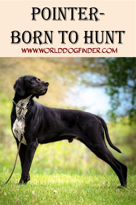 Pointer - Excellent Hunter | Hunting dogs, Hunting dogs breeds, Dog breeds