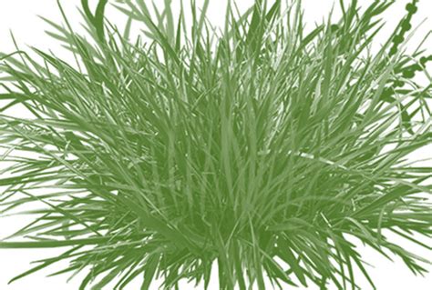 Free Grass Brush Photoshop Collection