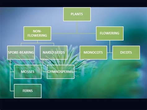 Plant Kingdom Diagram