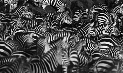 How the zebra got its stripes, with Alan Turing