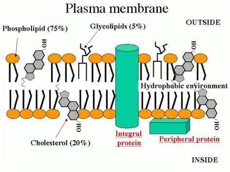 How does cholesterol affect membrane fluidity? | eNotes