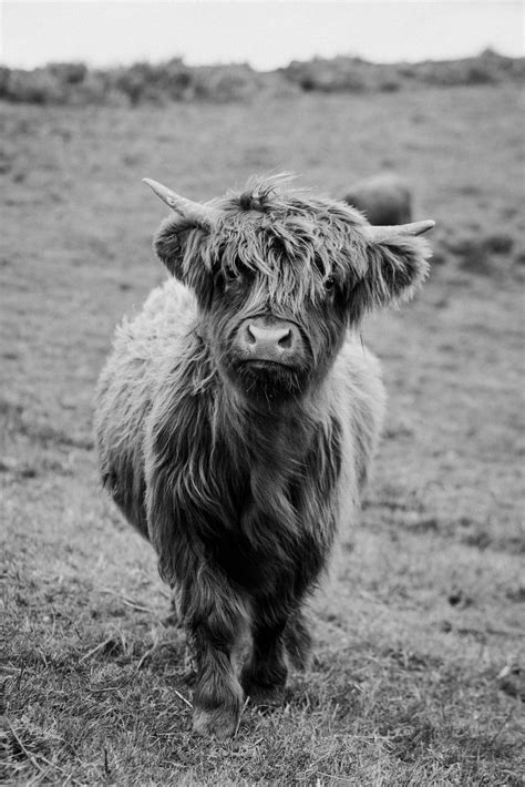 5 Farm Animals Photography Black and White - AMP