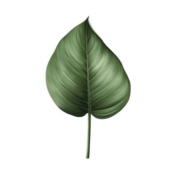 Minimalist Art Deco Leaf Element, Flower, Nature, Plant PNG Transparent Image and Clipart for ...