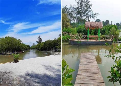 12 Potret Pantai Mangrove Terbaru, Tiket Masuk dan Daya Tarik - Pariwisata Sumut