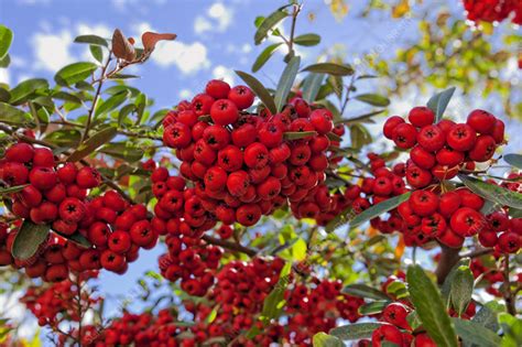 Pyracantha Berries - Stock Image - C050/2352 - Science Photo Library