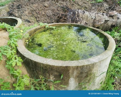 Algae Sludge Floating on the Overflow Concrete Well Ring Surface Stock ...