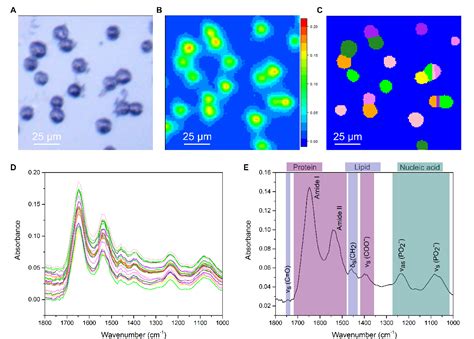 Figure 1 from Single Cell Imaging of Nuclear Architecture Changes ...