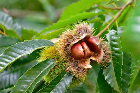 Chestnut Tree: Varieties, Planting from Seeds, Care, Problems, and Harvest