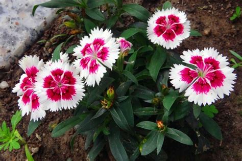 How To Cut Dianthus Flowers? - SmileySprouts