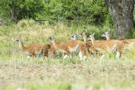 Lama animal, , in pampas grassland environment, La Pampa province ...