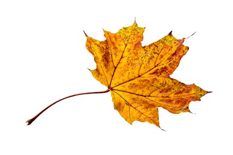 Autumn Leaves Leaf - Free photo on Pixabay