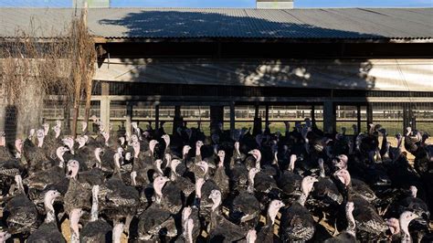 Bird flu outbreaks put US poultry farms on high alert | Fox Business