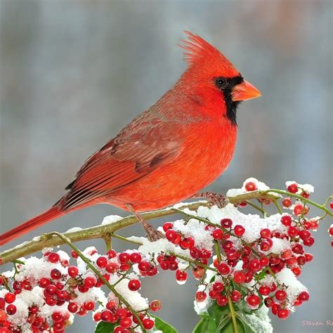 10 Best Cardinal Bird In Snow FULL HD 1080p For PC Background 2024