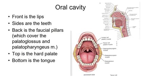 CSD2260 Vocal Tract and Source Filter Theory - YouTube