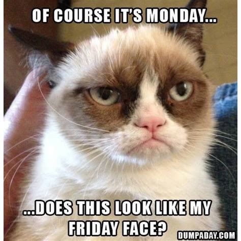 Grumpy Cat Quotes. QuotesGram