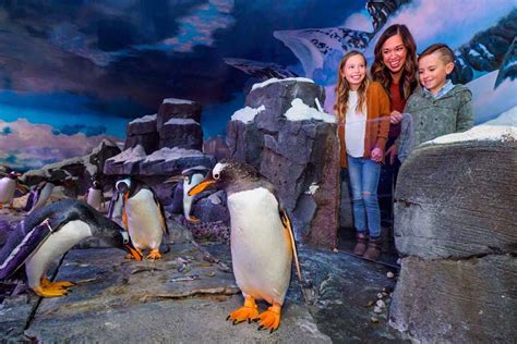 Penguin Encounter Experience | Wonders of Wildlife