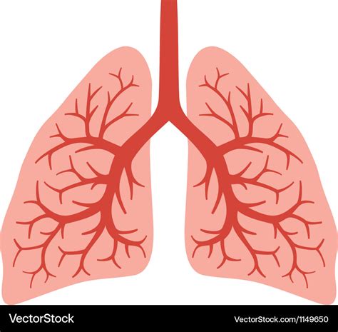 Human lungs Royalty Free Vector Image - VectorStock