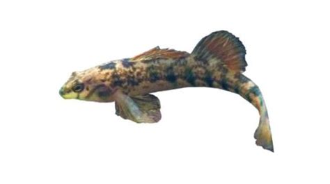 Fishing for Cherokee darter: Fish Species – FishAngler.com