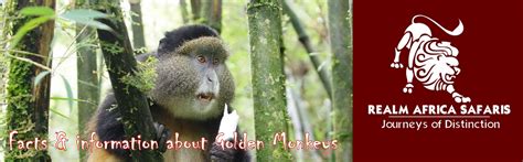 Facts and Information about Golden Monkeys - Things you Should Know