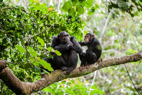 Are chimpanzees at Risk ? | The Future of Chimpanzees in East Africa