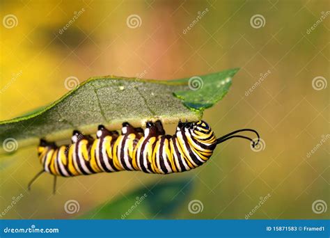 Monarch Butterfly Caterpillar Stock Image - Image of green, beauty ...