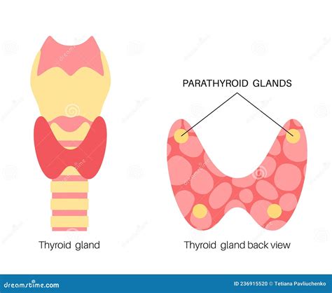 Parathyroid Gland Cartoon