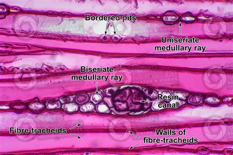 Pinus sp. Pine. Stem. Tangential longitudinal section. 500X - Stem - Pinus sp. (Pine) - Pinus ...
