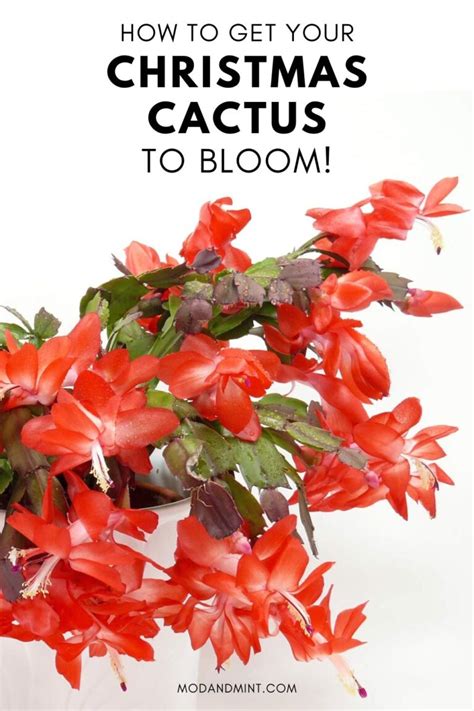 How to Get your Christmas Cactus to Bloom Year after Year