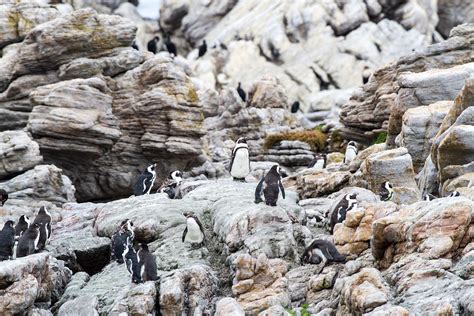 African Penguin Colony Photograph by Dave Whited - Pixels